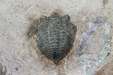 Pseudocryphaeus (Cryphina) Trilobite - Lghaft, morocco #75567-5